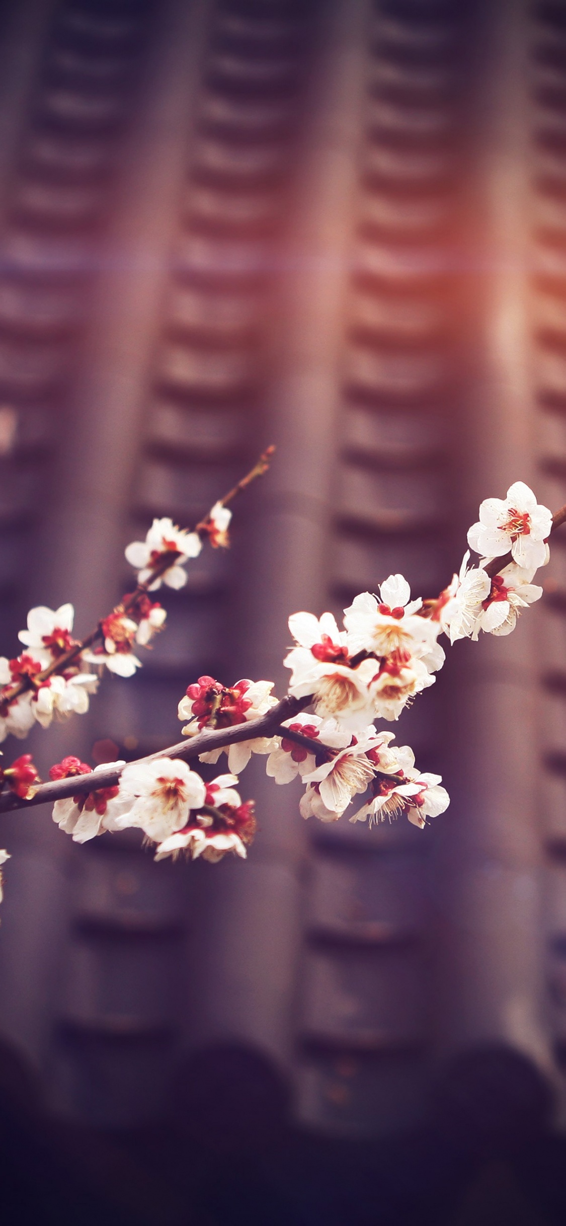 Обои цветок, расцвет, весна, ветвь, розовый в разрешении 1125x2436