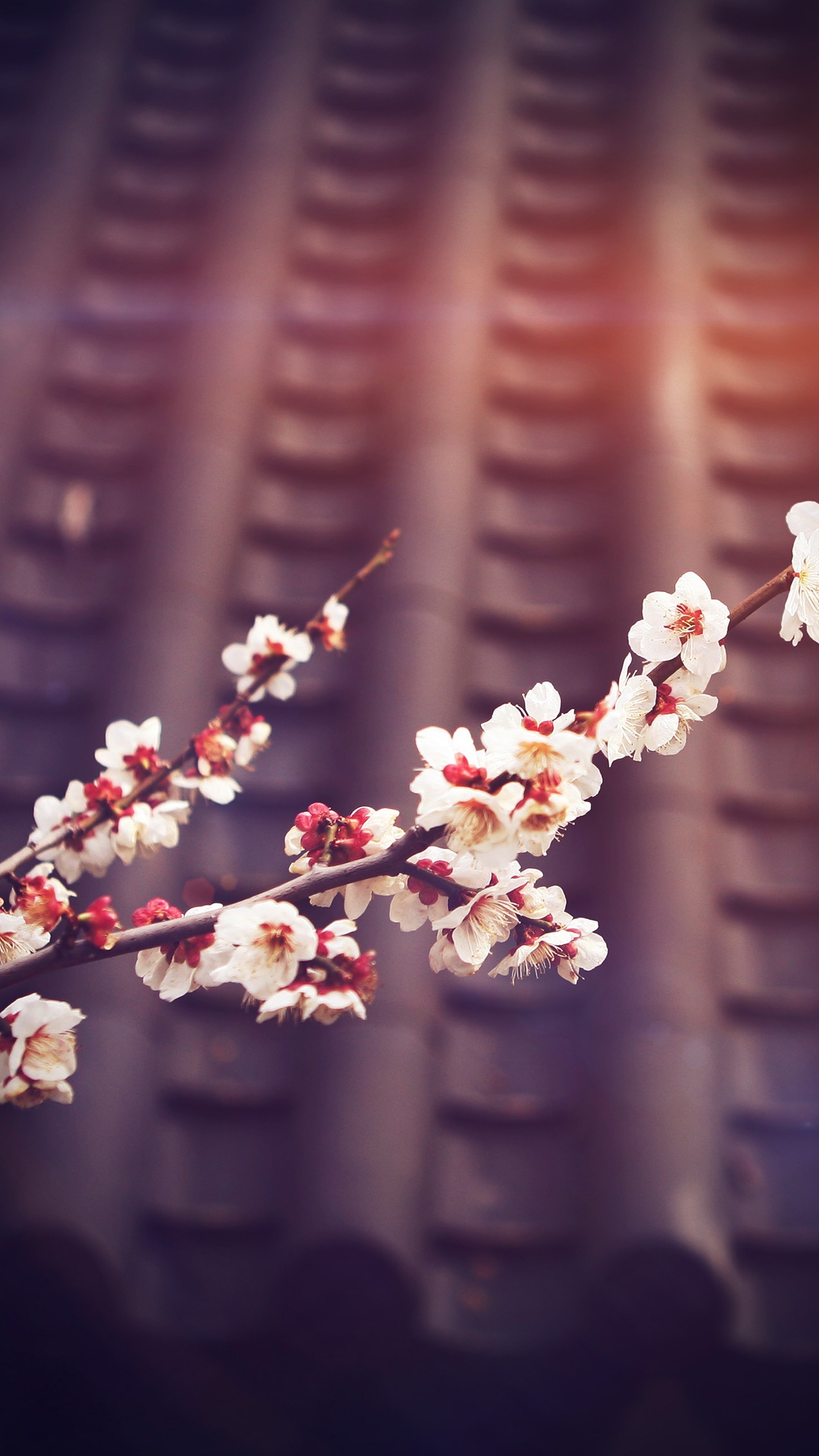 Обои цветок, расцвет, весна, ветвь, розовый в разрешении 1440x2560