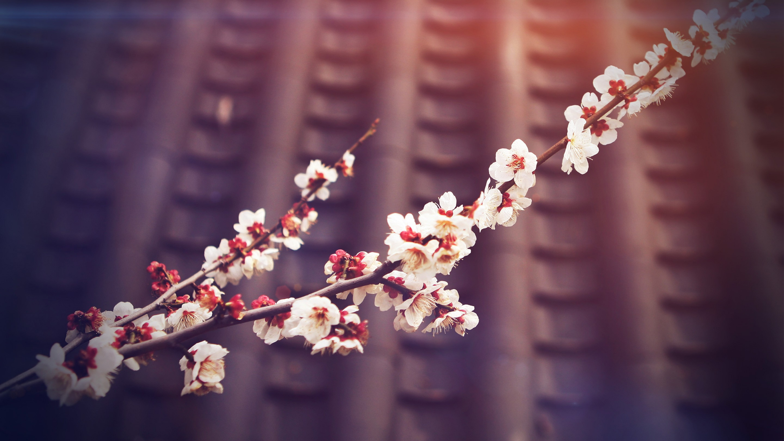 Обои цветок, расцвет, весна, ветвь, розовый в разрешении 2560x1440
