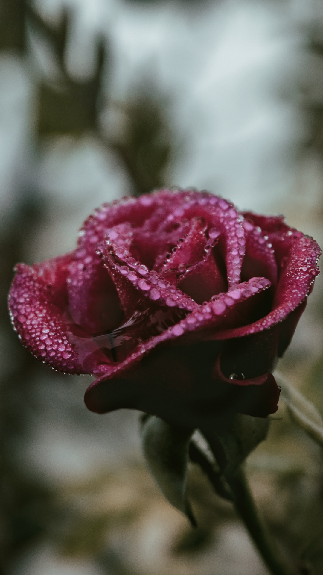 Обои цветок, Роза, лепесток, розовый, сад роз в разрешении 1080x1920