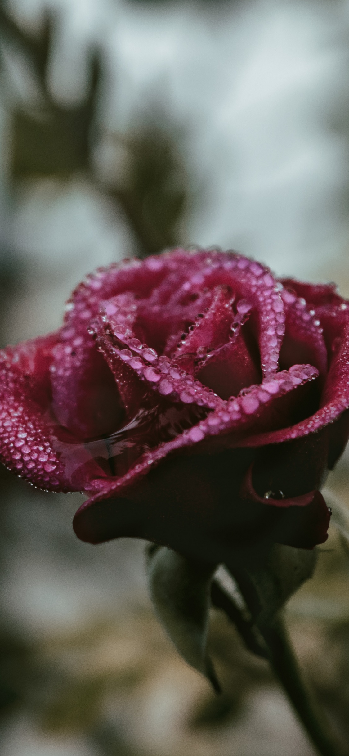 Обои цветок, Роза, лепесток, розовый, сад роз в разрешении 1125x2436