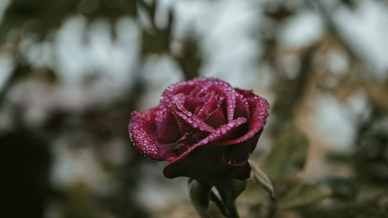 Обои цветок, Роза, лепесток, розовый, сад роз в разрешении 1280x720