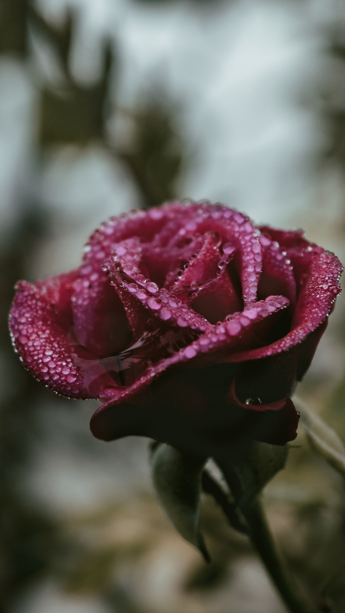Обои цветок, Роза, лепесток, розовый, сад роз в разрешении 1440x2560