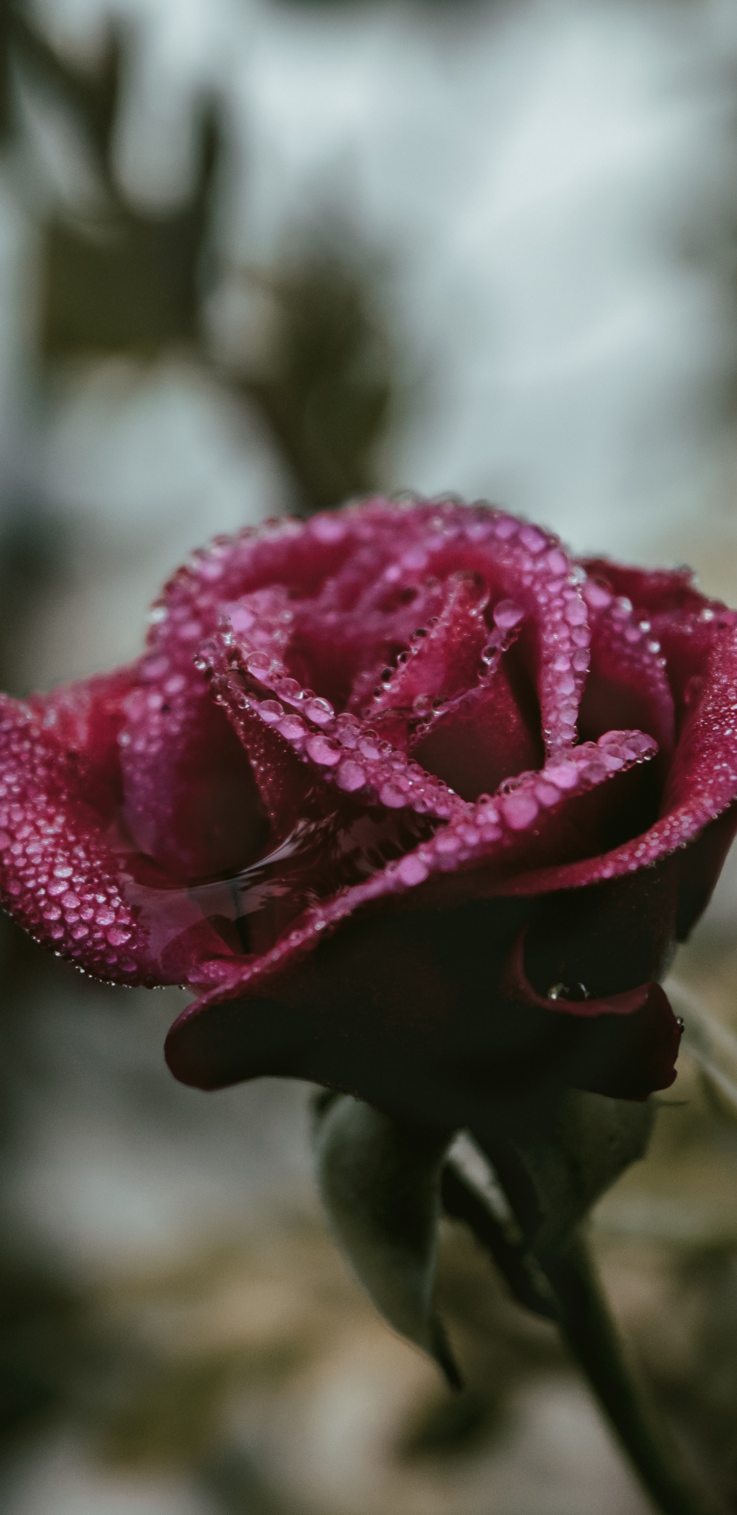 Обои цветок, Роза, лепесток, розовый, сад роз в разрешении 1440x2960