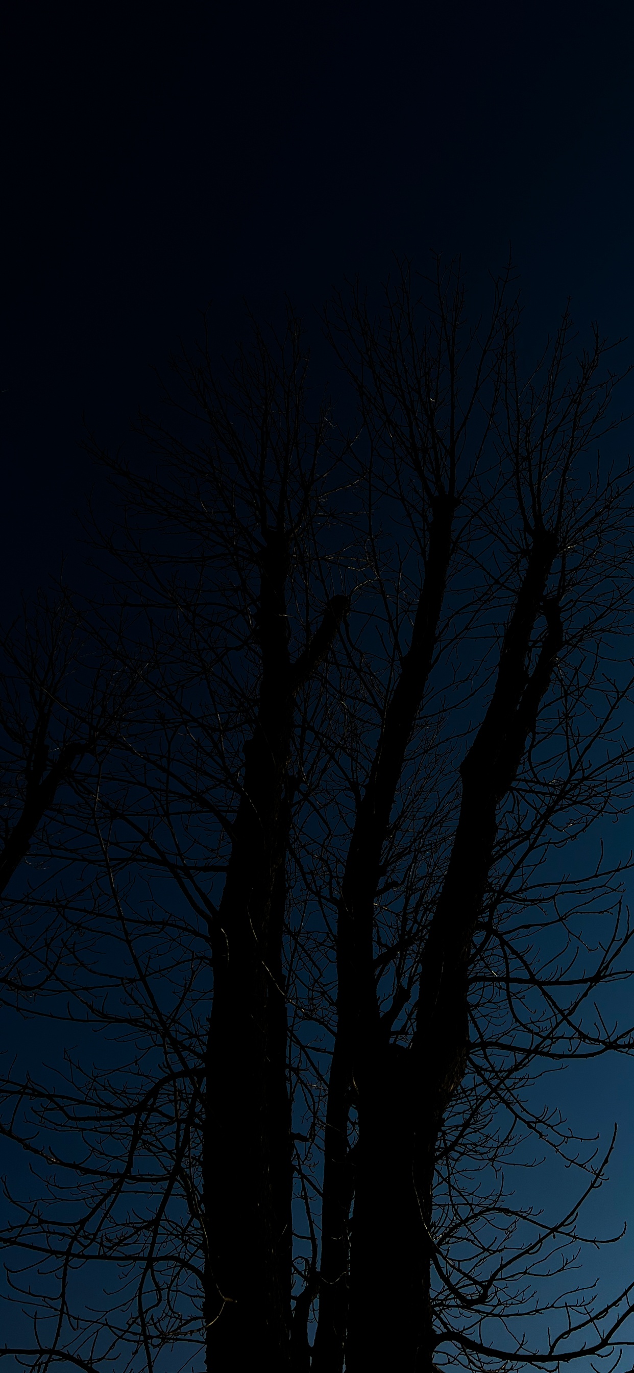 Обои дерево, древесина, пейзаж, прут, ветвь в разрешении 1242x2688