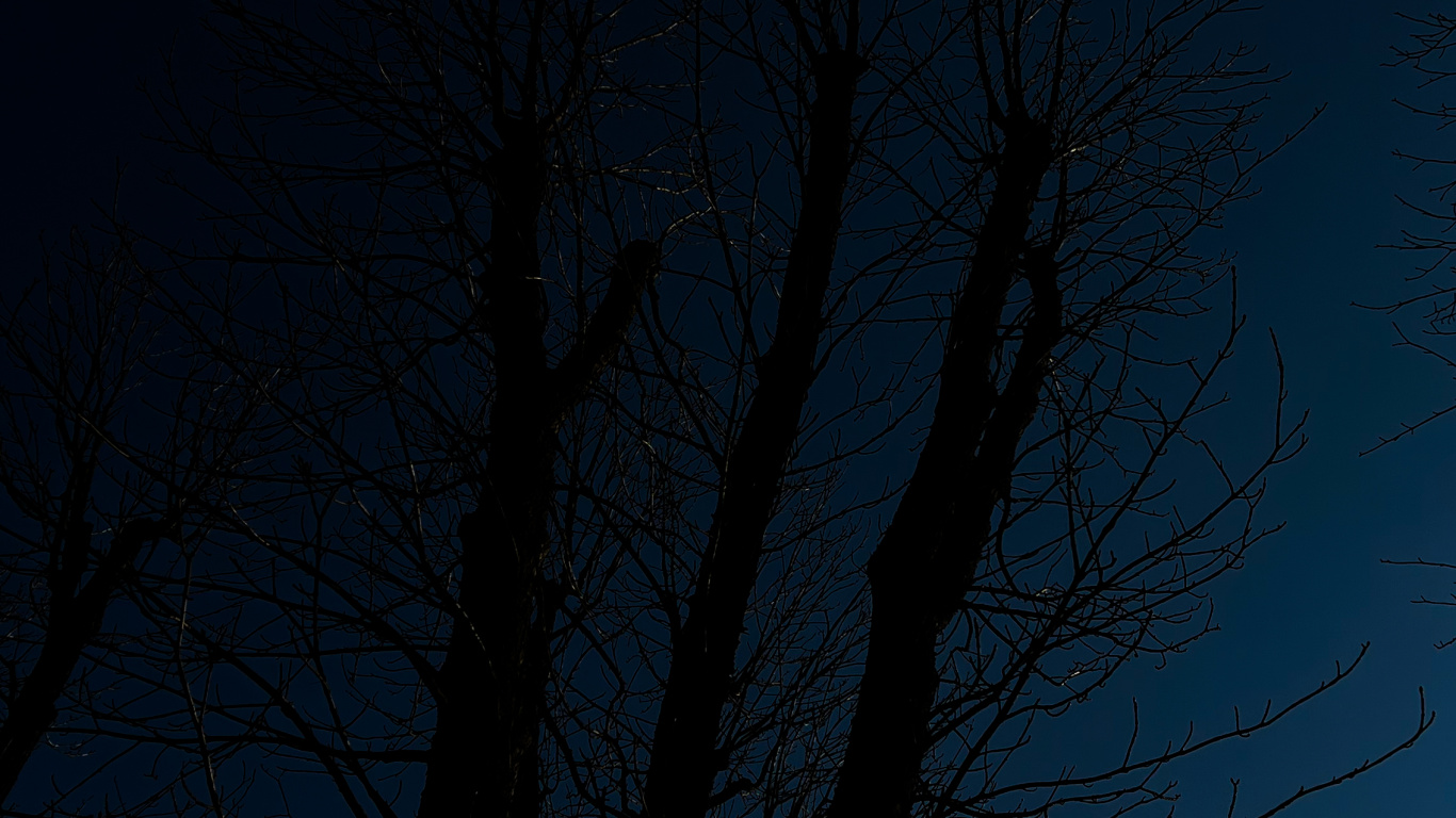 Обои дерево, древесина, пейзаж, прут, ветвь в разрешении 1366x768