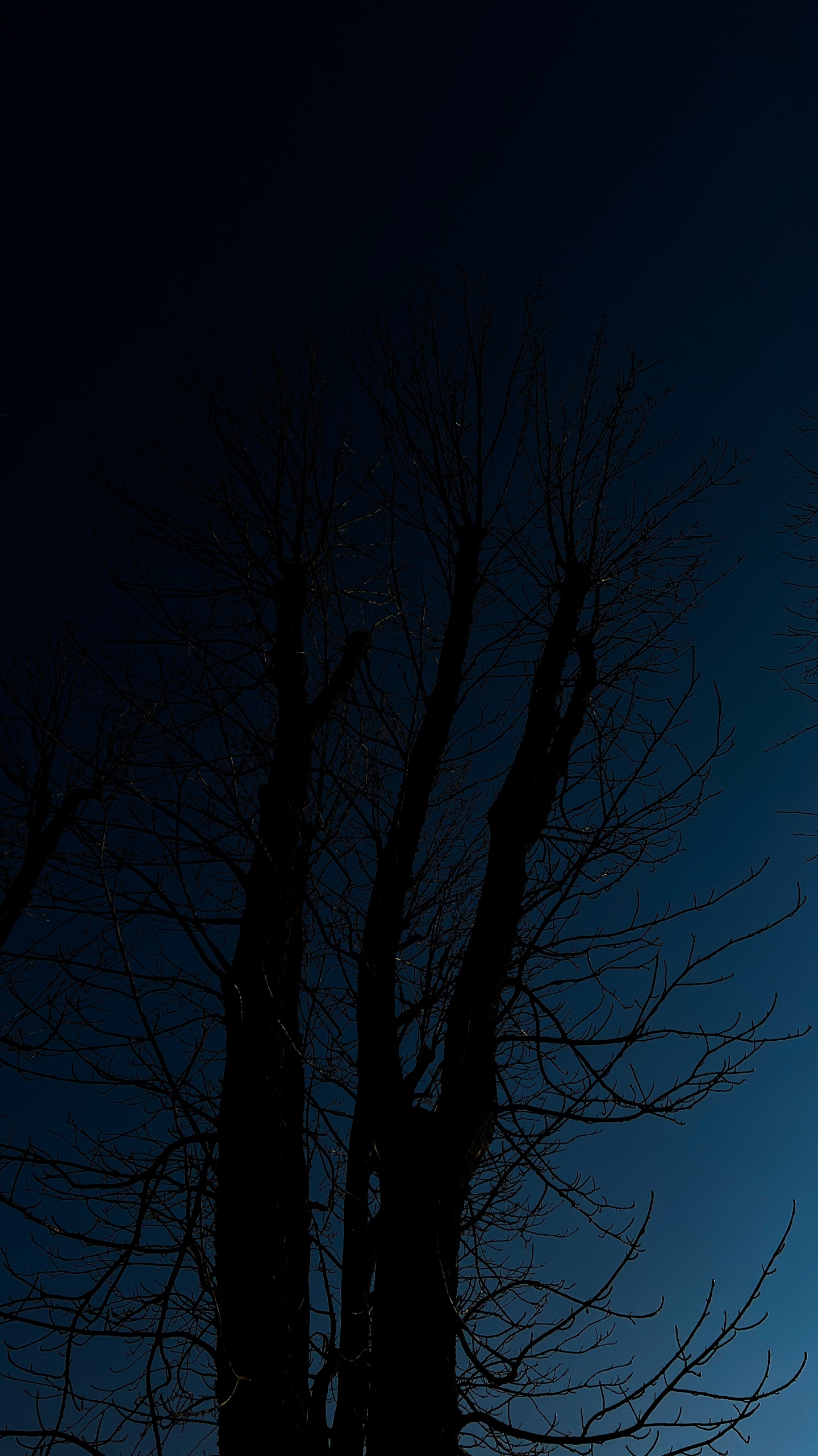 Обои дерево, древесина, пейзаж, прут, ветвь в разрешении 1440x2560