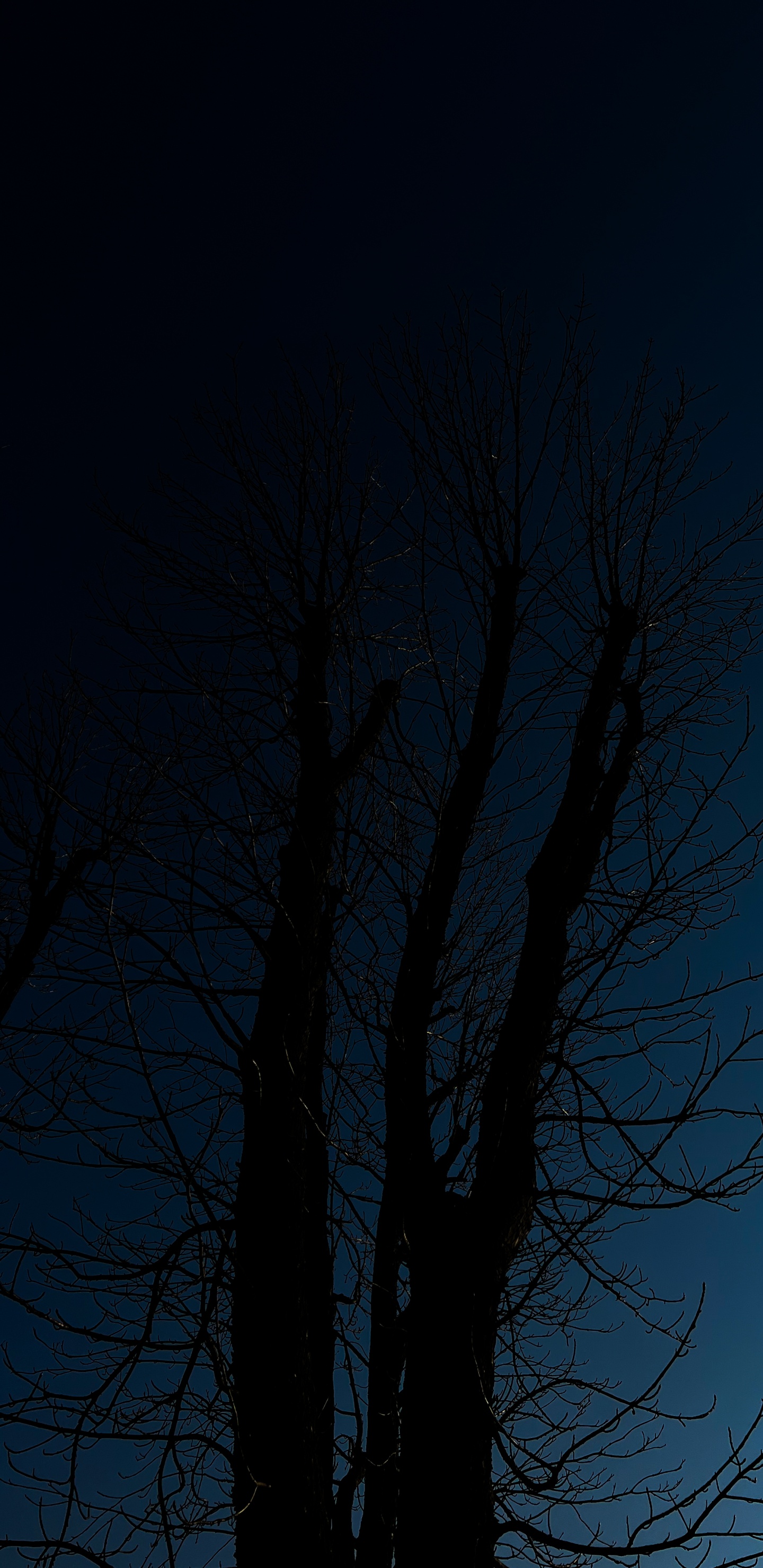 Обои дерево, древесина, пейзаж, прут, ветвь в разрешении 1440x2960