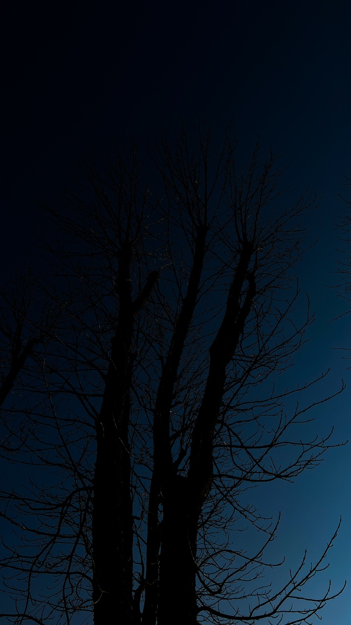 Обои дерево, древесина, пейзаж, прут, ветвь в разрешении 720x1280