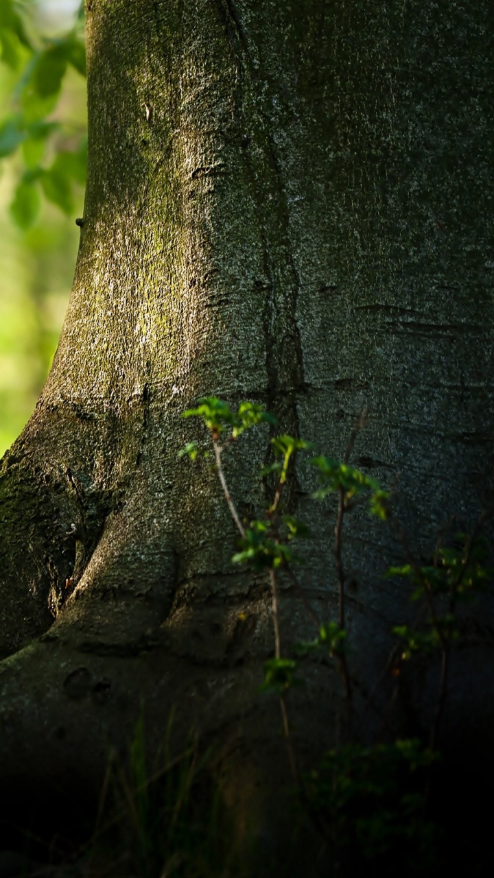 Обои дерево, зеленый, природа, растительность, лес в разрешении 720x1280