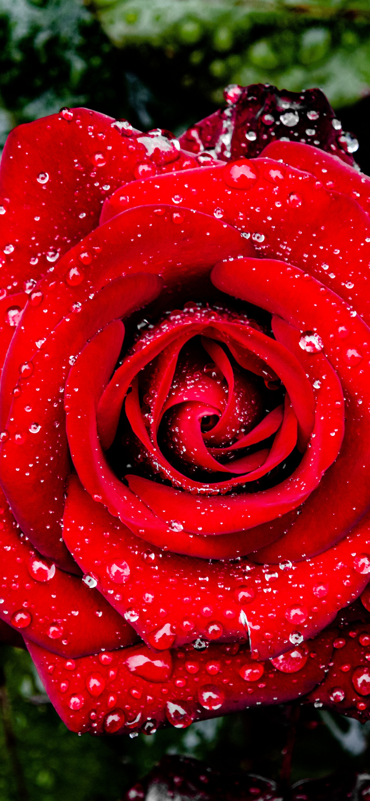 Обои сад роз, Международный испытательный сад роз, Роза, цветок, лепесток в разрешении 1242x2688