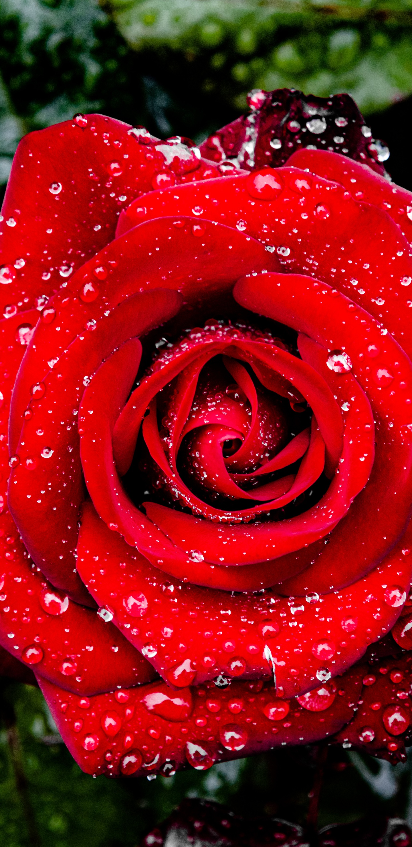 Обои сад роз, Международный испытательный сад роз, Роза, цветок, лепесток в разрешении 1440x2960