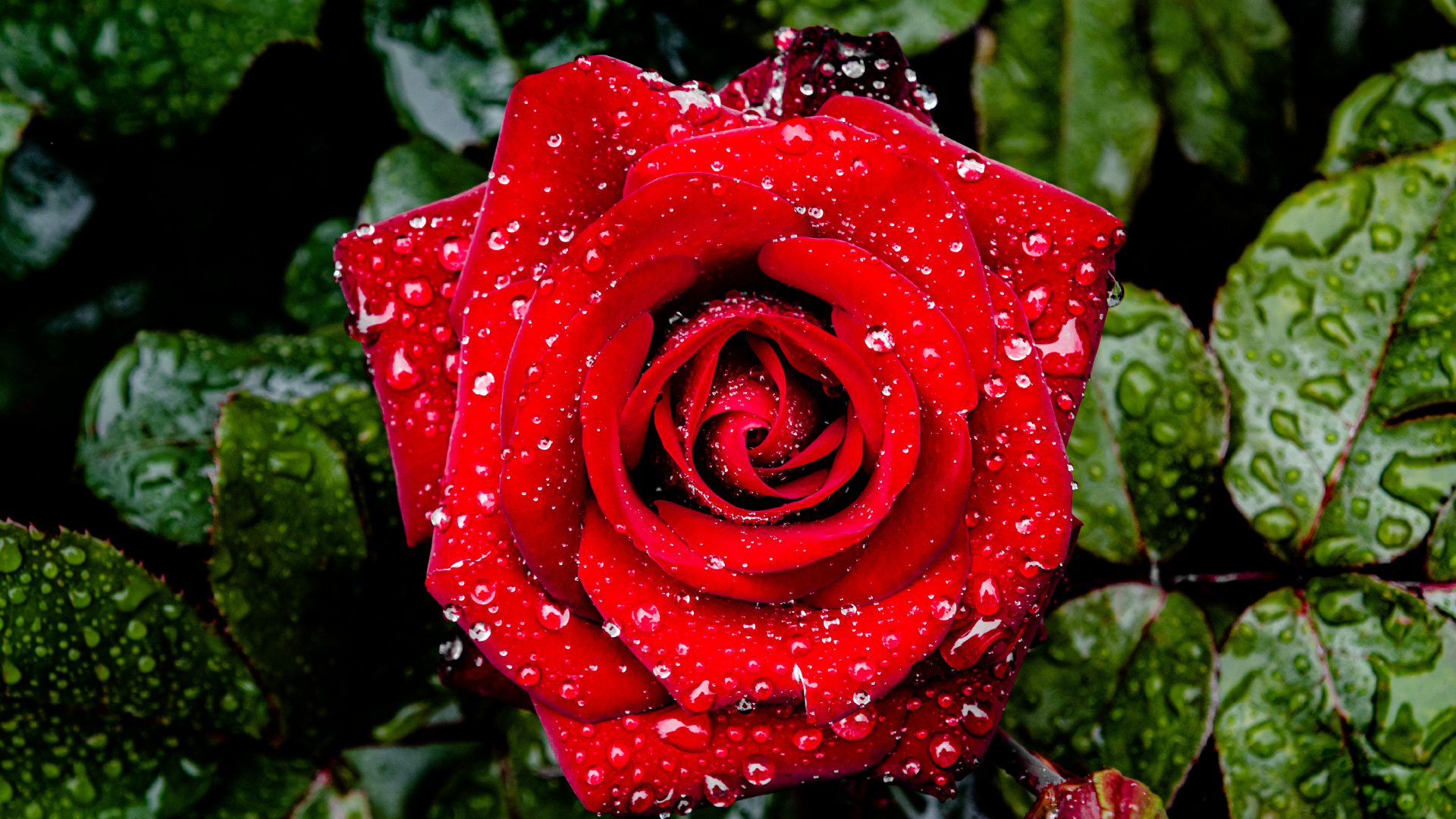 Обои сад роз, Международный испытательный сад роз, Роза, цветок, лепесток в разрешении 1920x1080