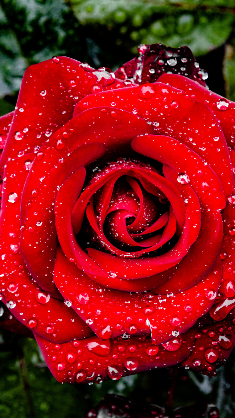 Обои сад роз, Международный испытательный сад роз, Роза, цветок, лепесток в разрешении 750x1334