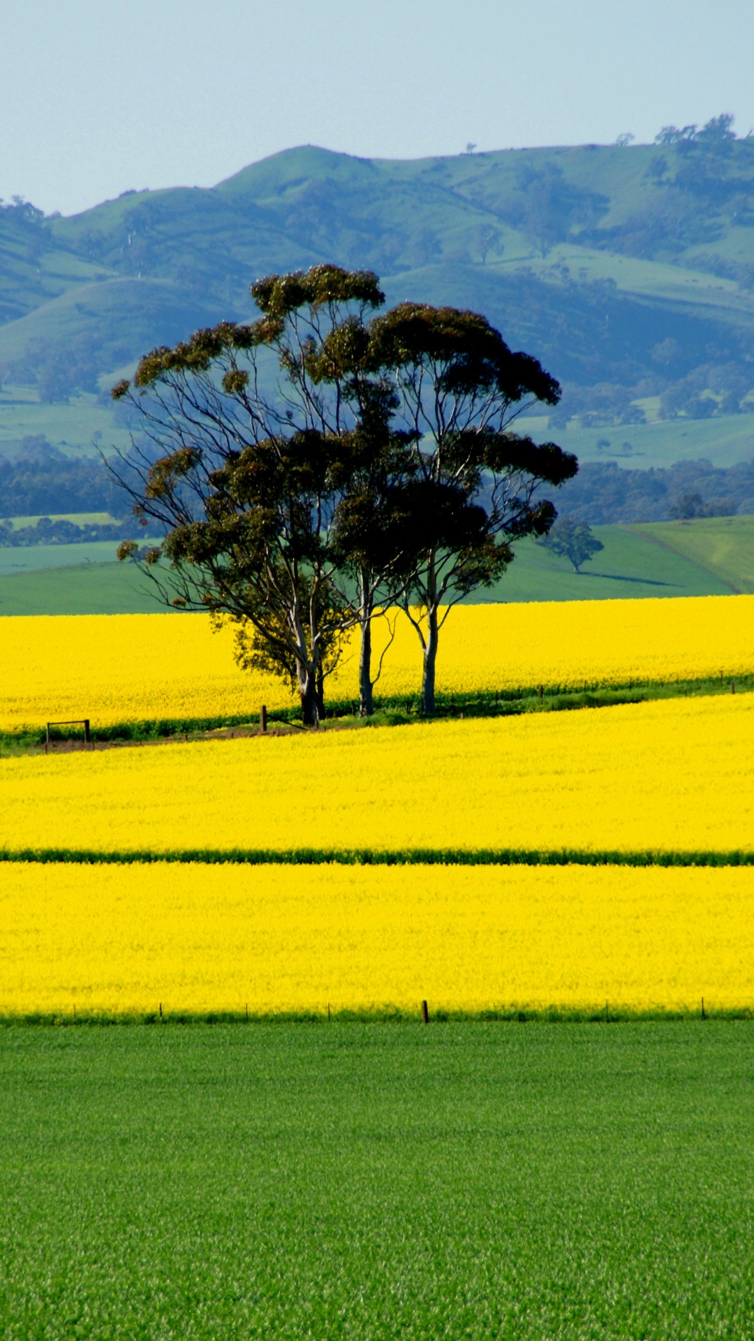 Обои поле, расповое, сенокосное угодье, природа, желтый в разрешении 1080x1920
