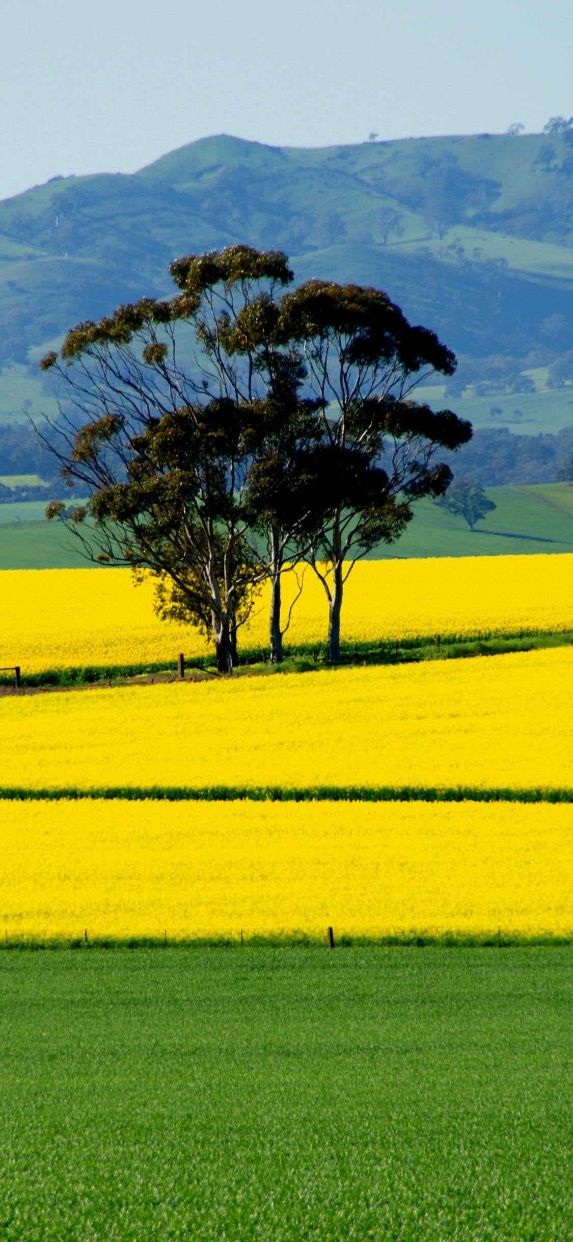 Обои поле, расповое, сенокосное угодье, природа, желтый в разрешении 1125x2436