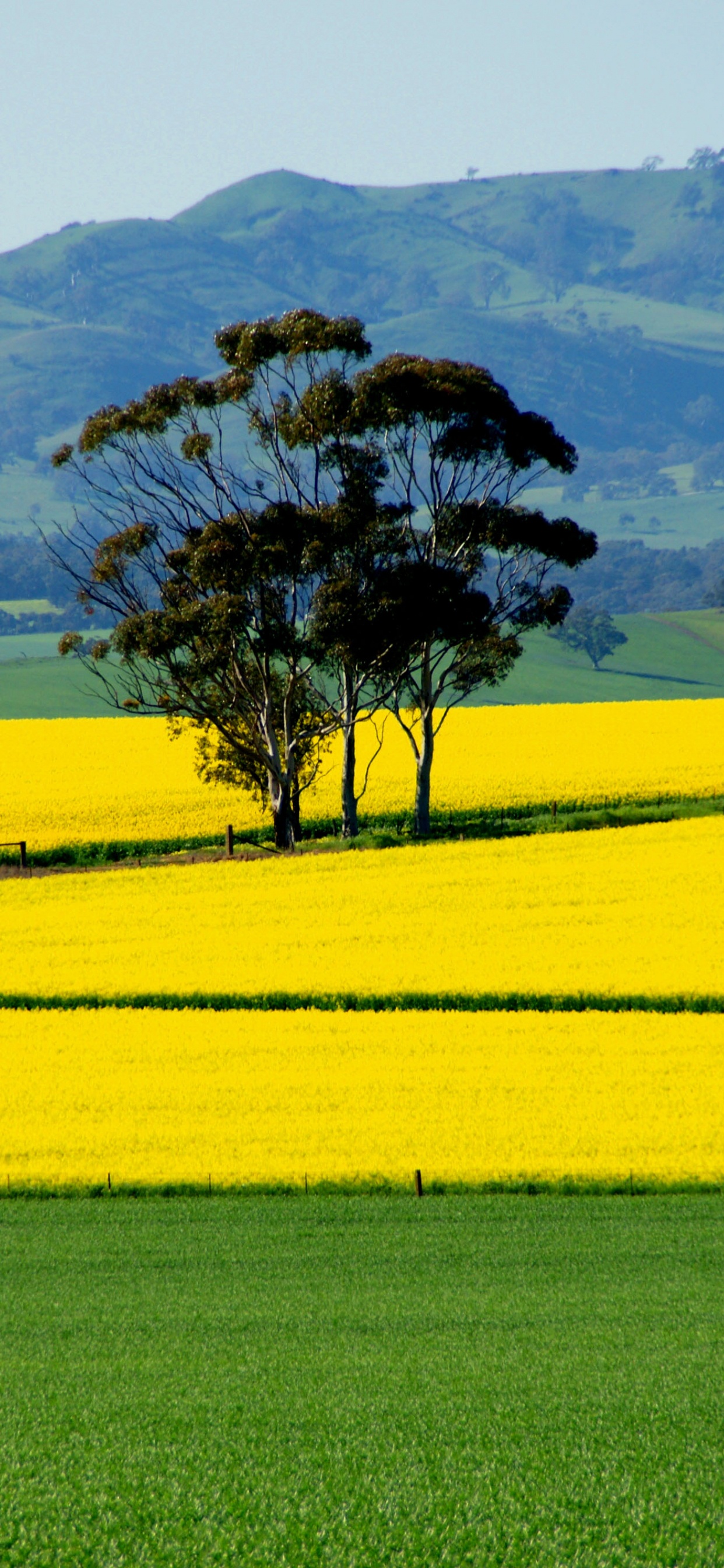 Обои поле, расповое, сенокосное угодье, природа, желтый в разрешении 1242x2688