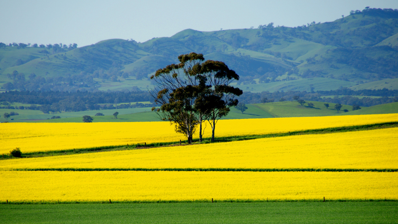 Обои поле, расповое, сенокосное угодье, природа, желтый в разрешении 1280x720