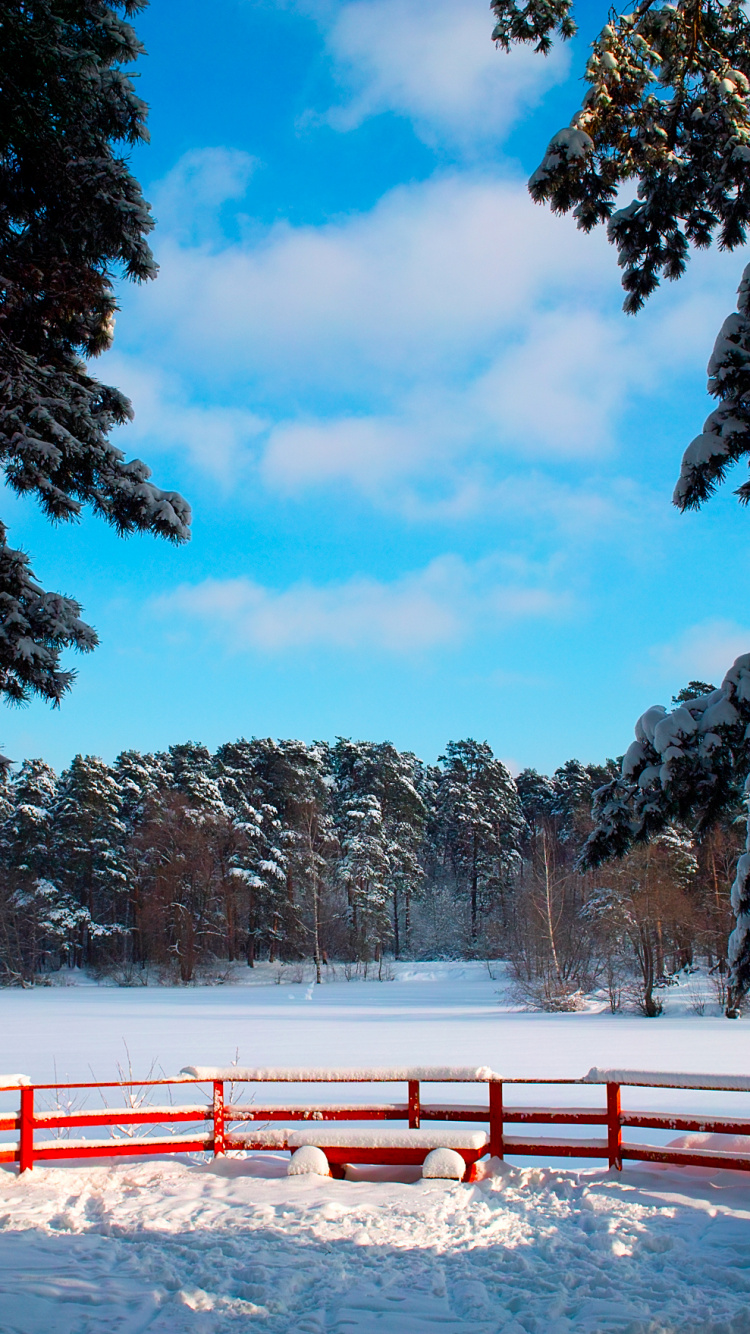 Обои снег, зима, природа, замораживание, дерево в разрешении 750x1334