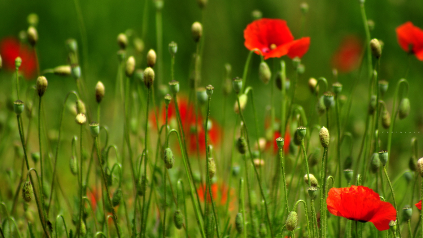 Обои цветок, коклико, растение, семейства маковых, завод в разрешении 1366x768