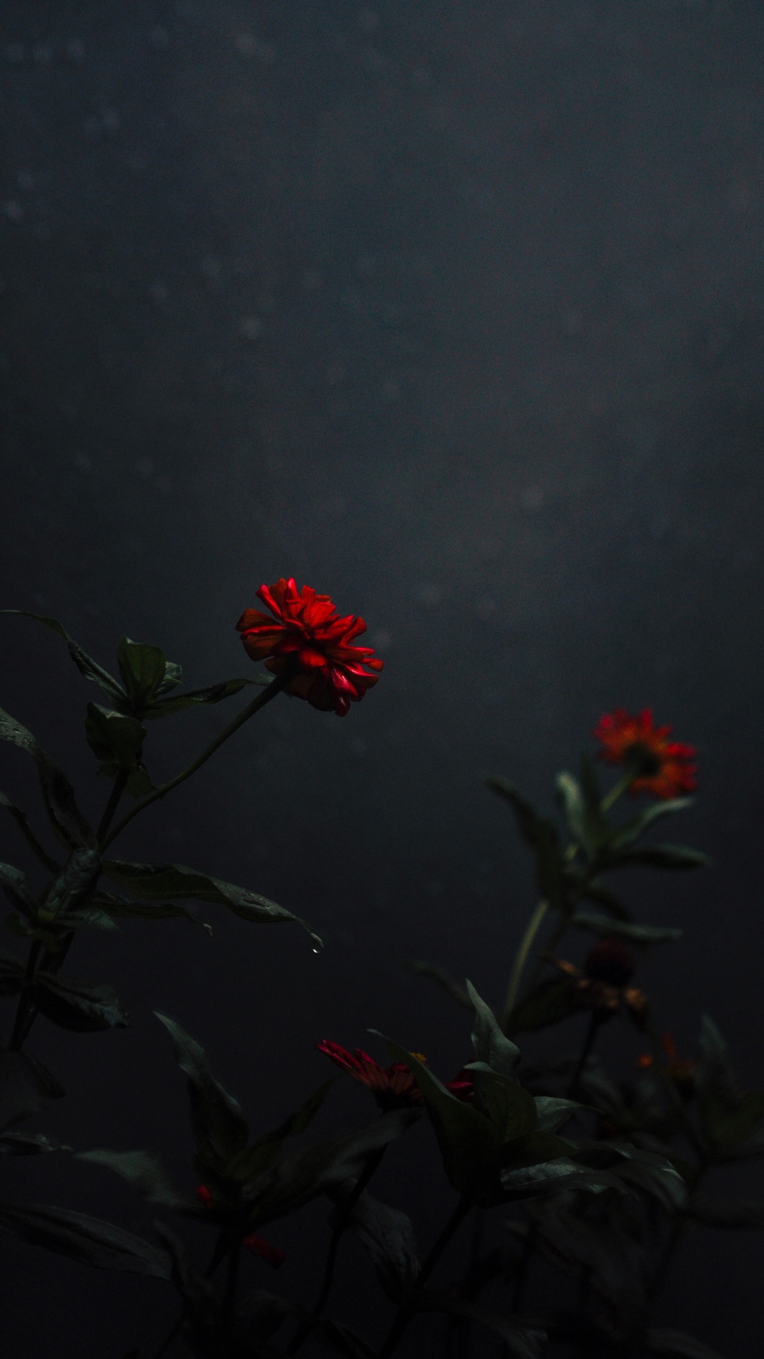 Обои небо, ботаники, красный цвет, цветковое растение, полевой цветок в разрешении 1080x1920