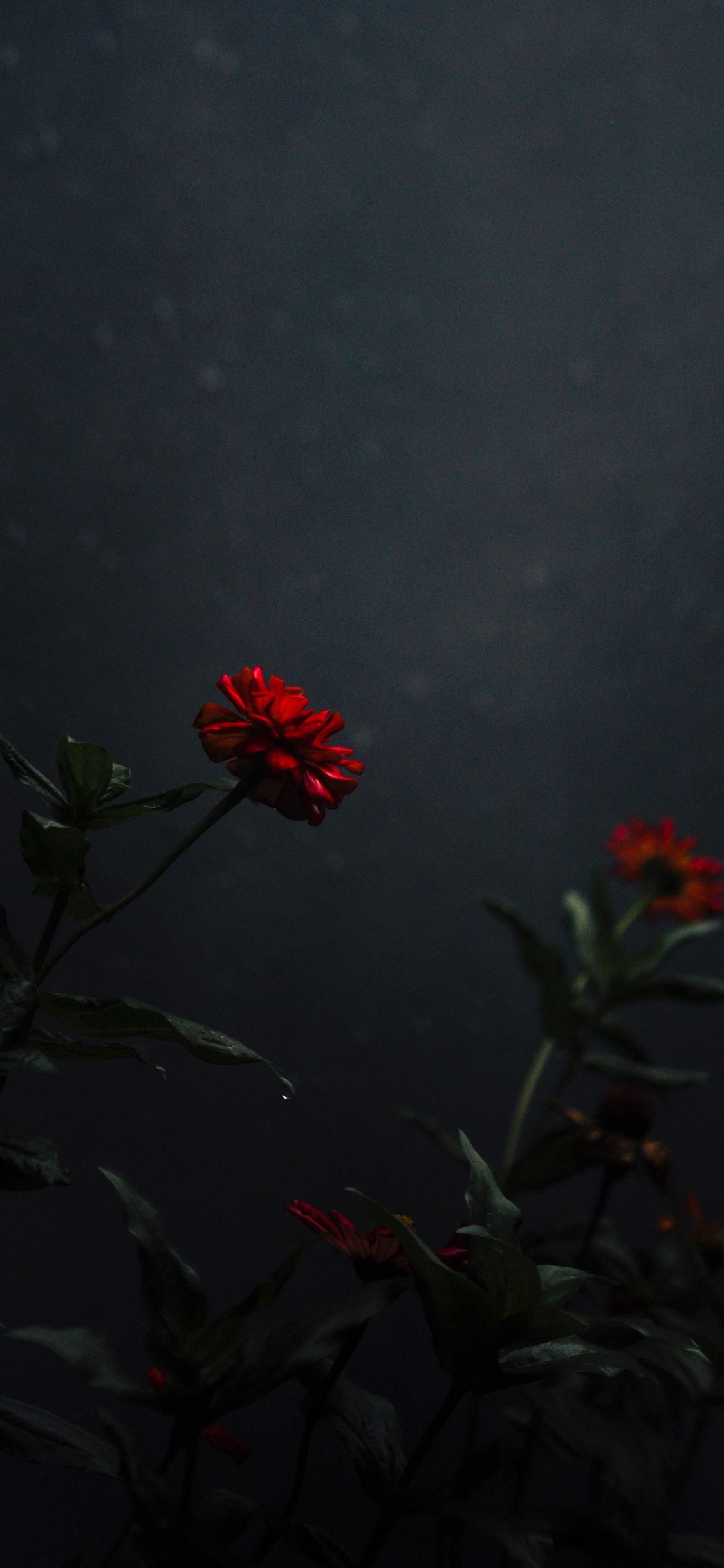 Обои небо, ботаники, красный цвет, цветковое растение, полевой цветок в разрешении 1125x2436