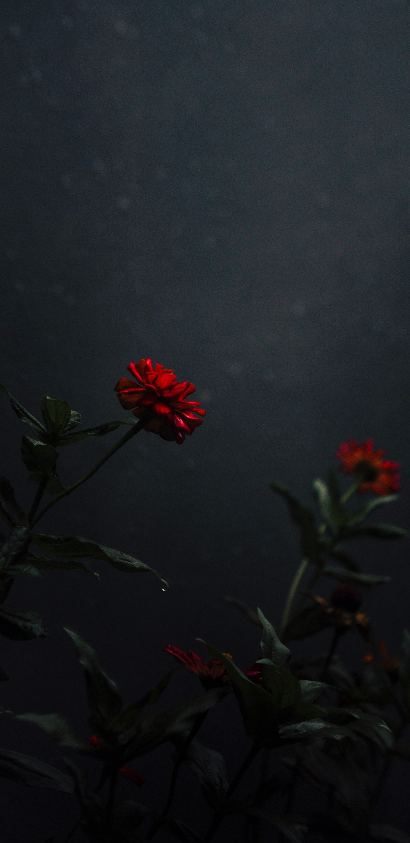 Обои небо, ботаники, красный цвет, цветковое растение, полевой цветок в разрешении 1440x2960