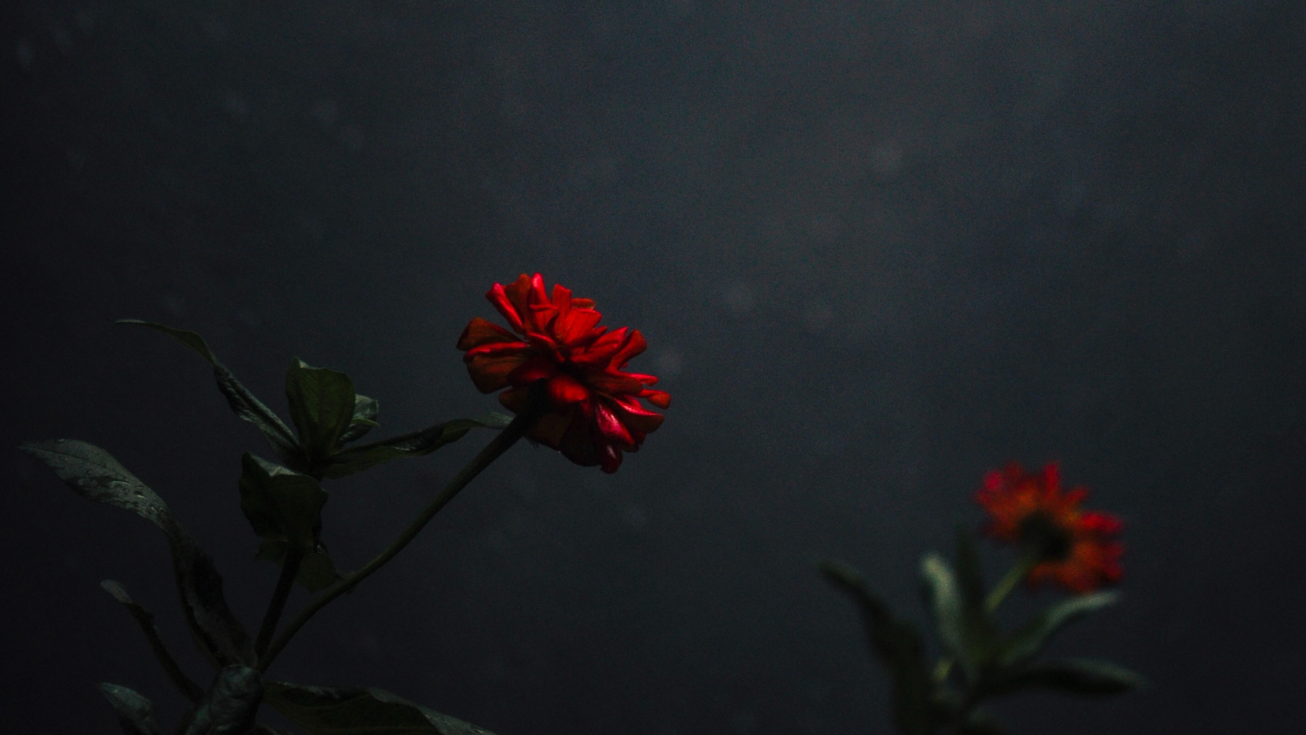 Обои небо, ботаники, красный цвет, цветковое растение, полевой цветок в разрешении 2560x1440