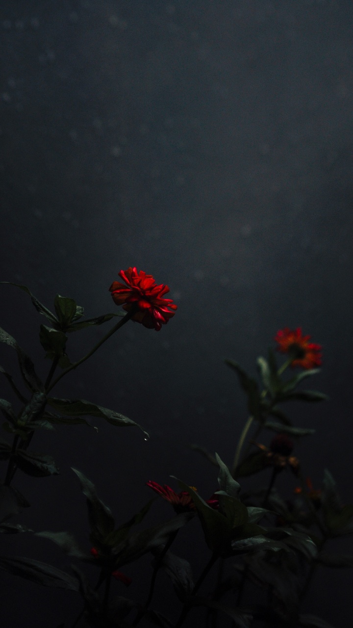 Обои небо, ботаники, красный цвет, цветковое растение, полевой цветок в разрешении 720x1280