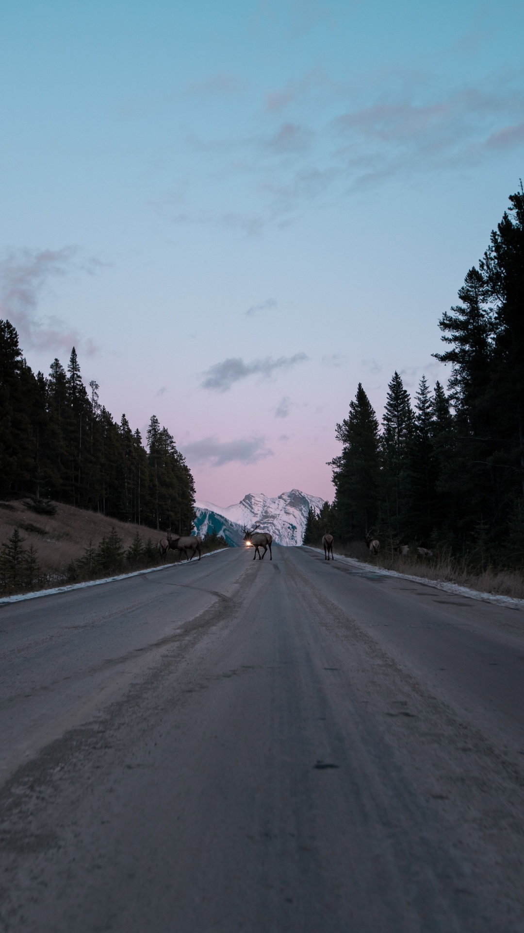 Обои дерево, переулок, дорожное покрытие, автострада, проезд в разрешении 1080x1920