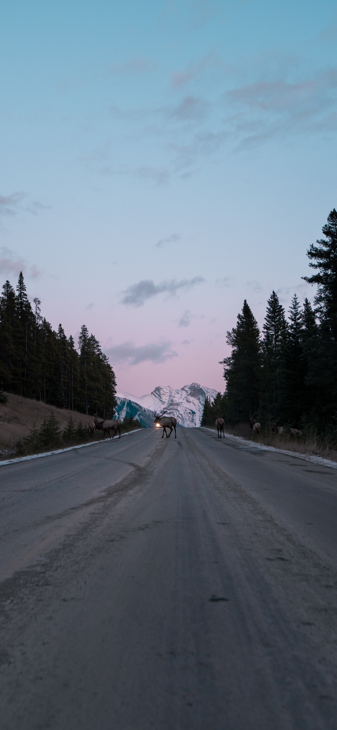 Обои дерево, переулок, дорожное покрытие, автострада, проезд в разрешении 1125x2436