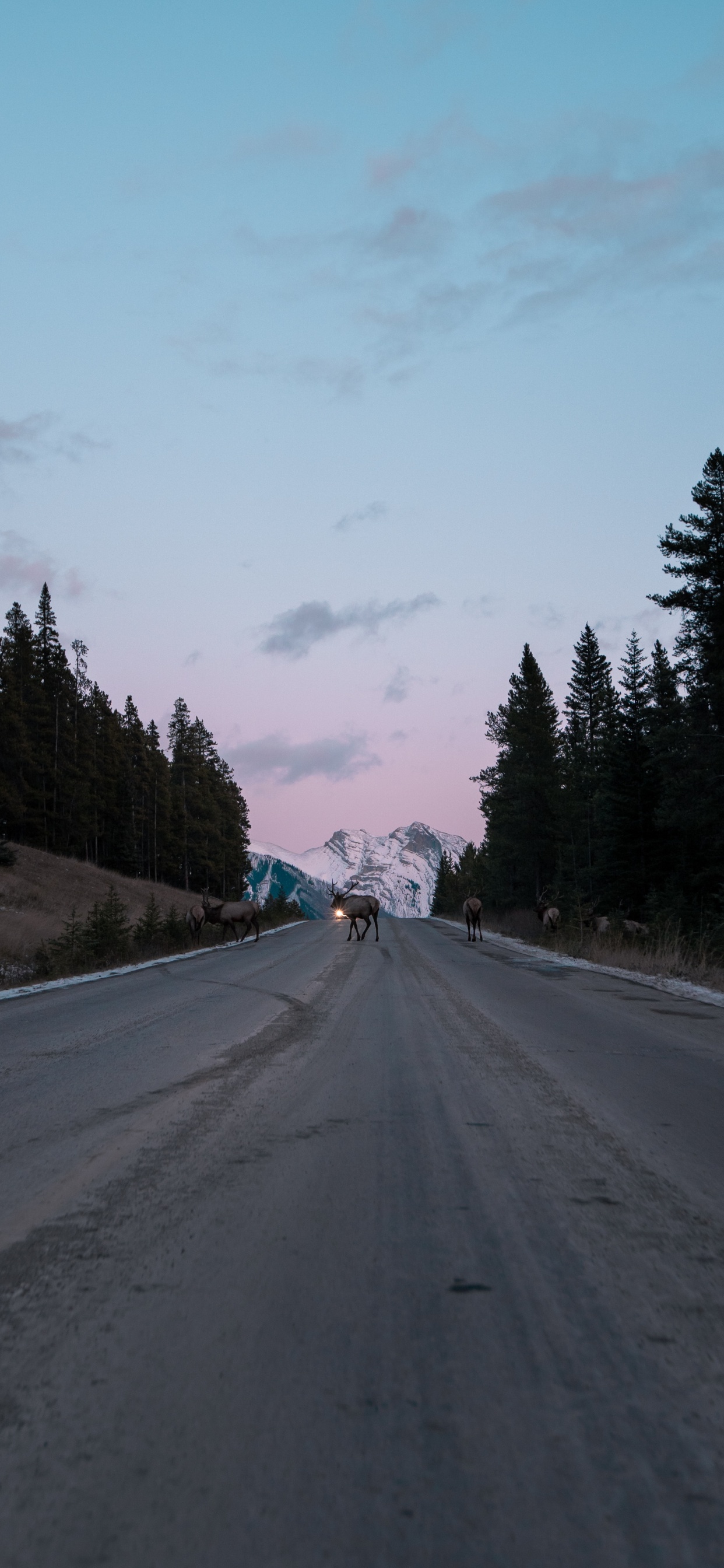 Обои дерево, переулок, дорожное покрытие, автострада, проезд в разрешении 1242x2688