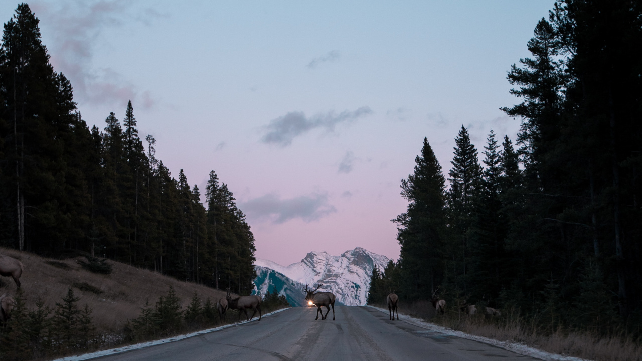 Обои дерево, переулок, дорожное покрытие, автострада, проезд в разрешении 1280x720