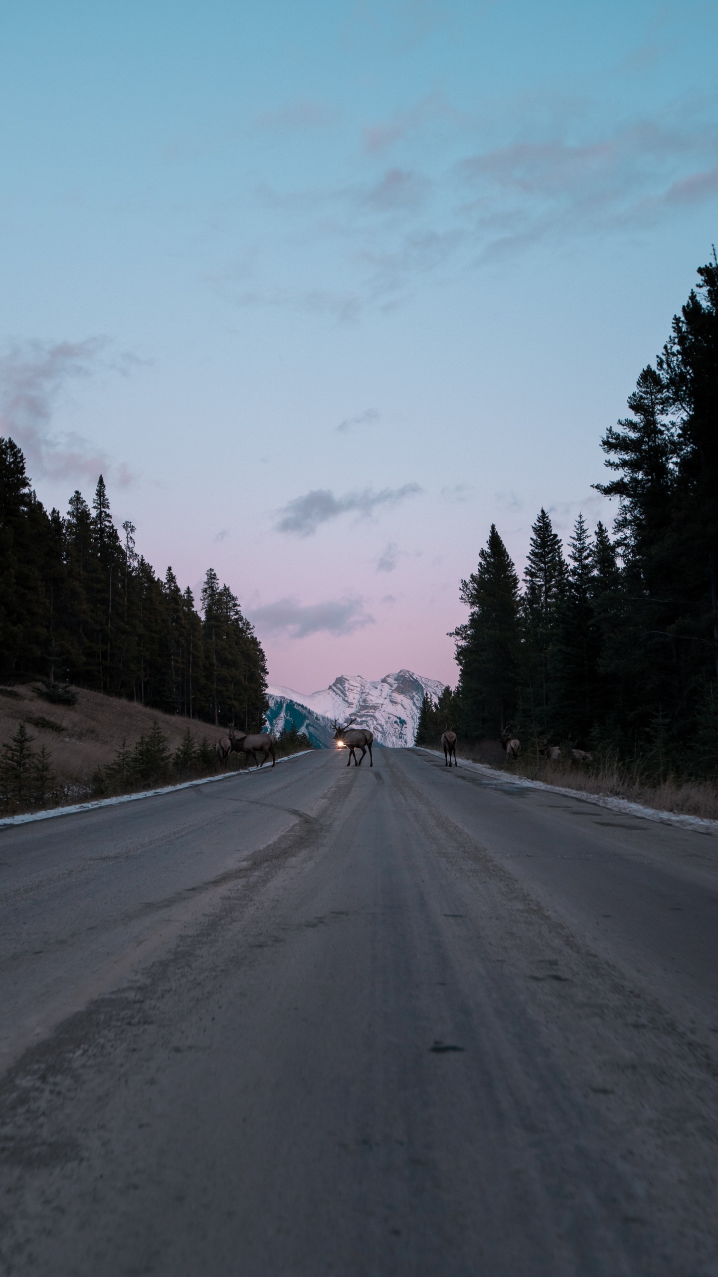 Обои дерево, переулок, дорожное покрытие, автострада, проезд в разрешении 1440x2560