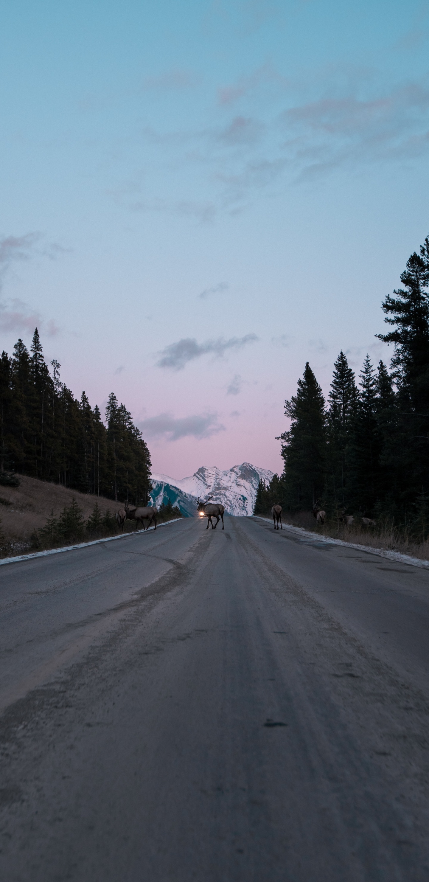 Обои дерево, переулок, дорожное покрытие, автострада, проезд в разрешении 1440x2960