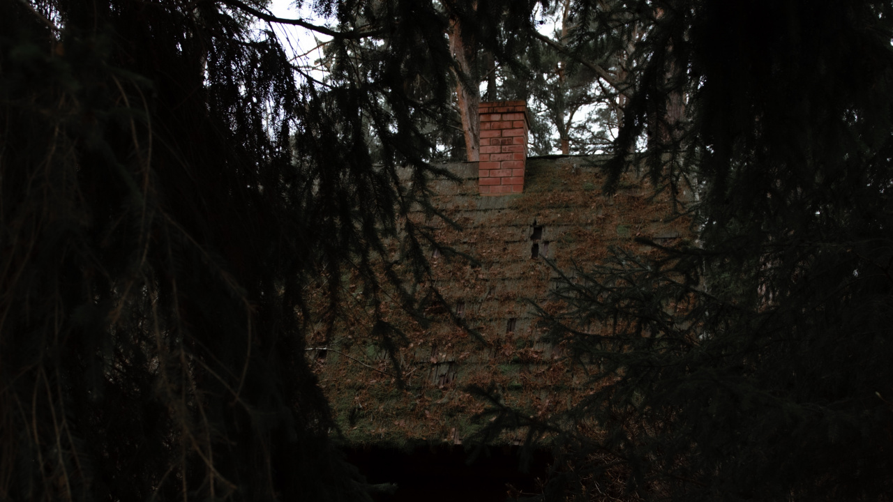 Обои дерево, природа, черный, окружающая среда, темнота в разрешении 1280x720