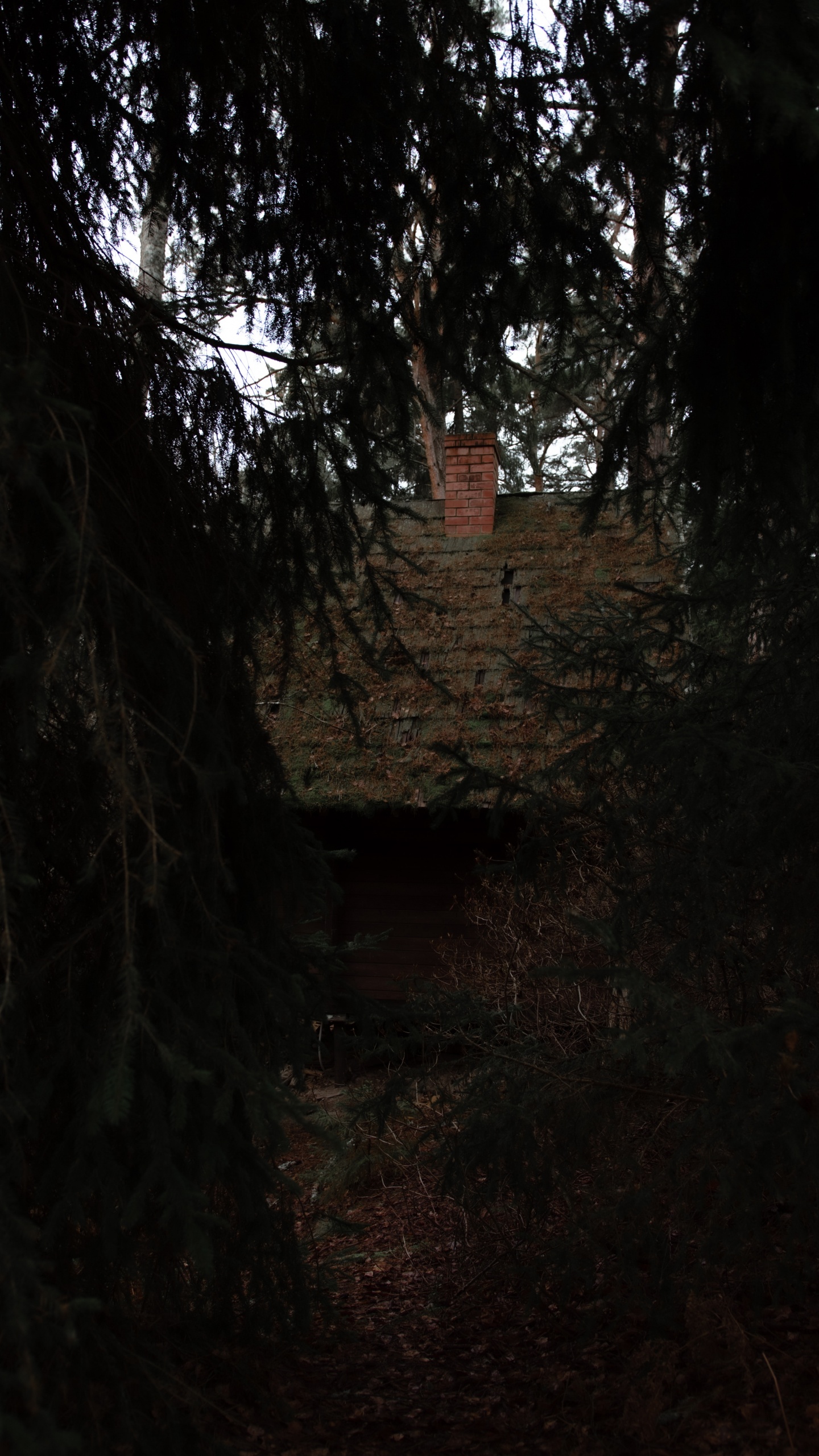 Обои дерево, природа, черный, окружающая среда, темнота в разрешении 1440x2560