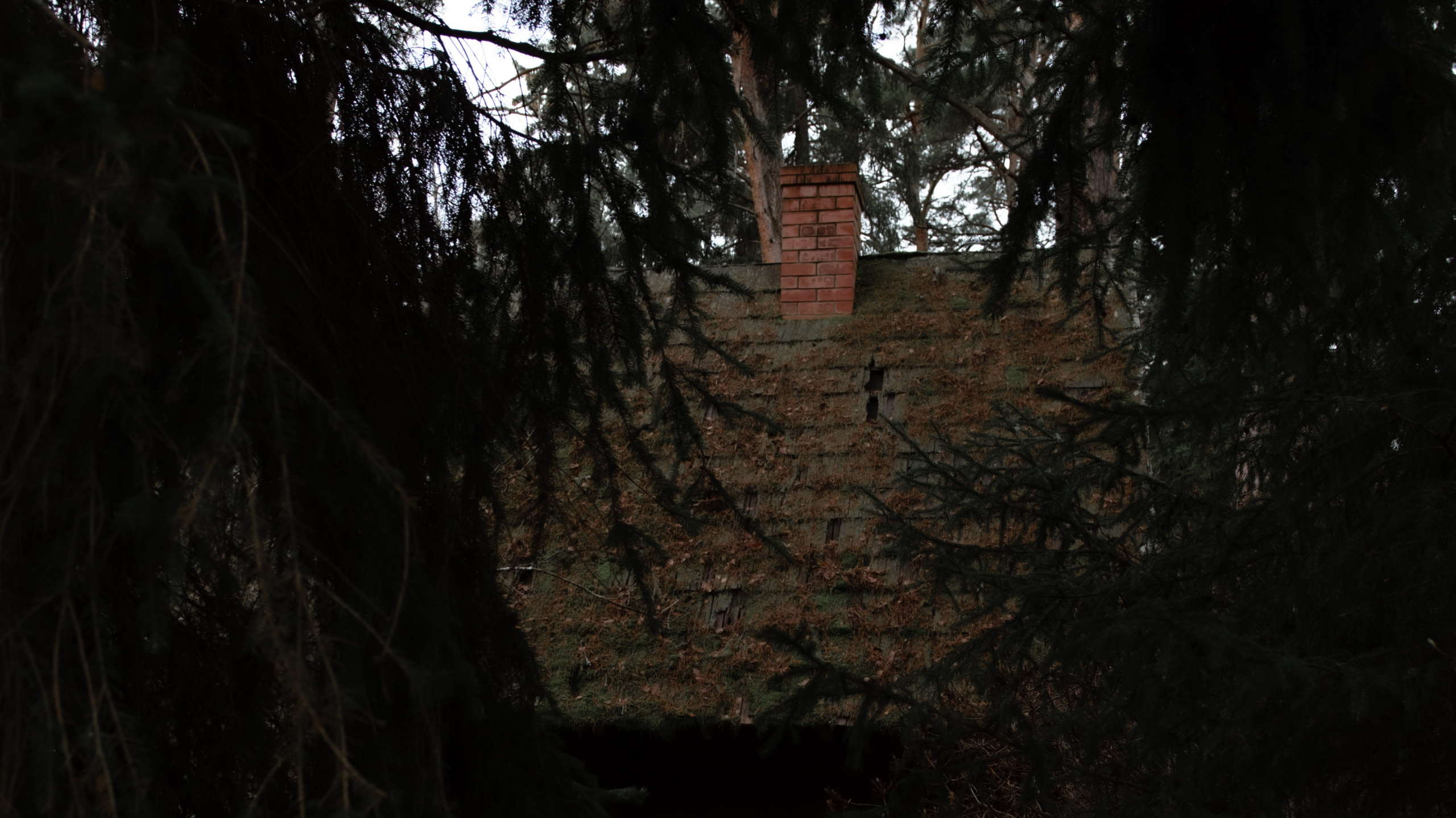 Обои дерево, природа, черный, окружающая среда, темнота в разрешении 2560x1440