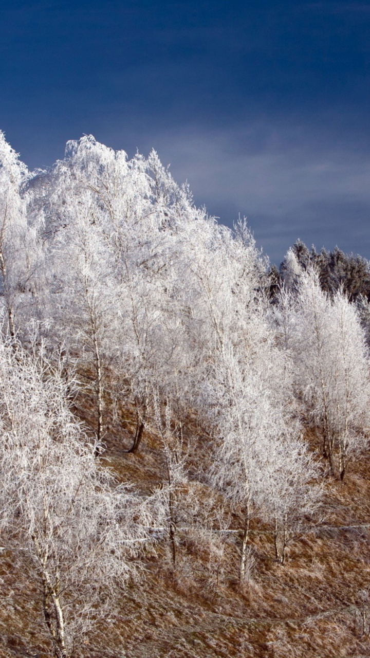 Обои дерево, мороз, зима, замораживание, семейство травы в разрешении 720x1280