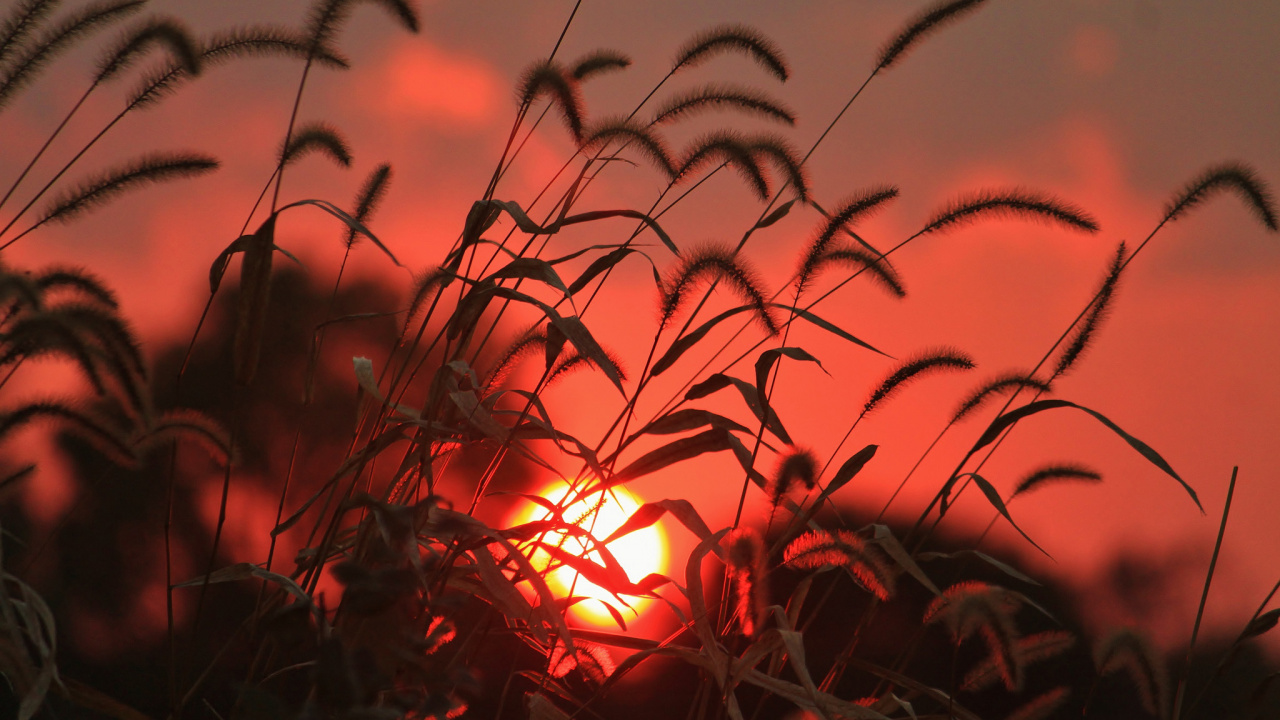 Обои закат, красный цвет, растение, лист, завод в разрешении 1280x720