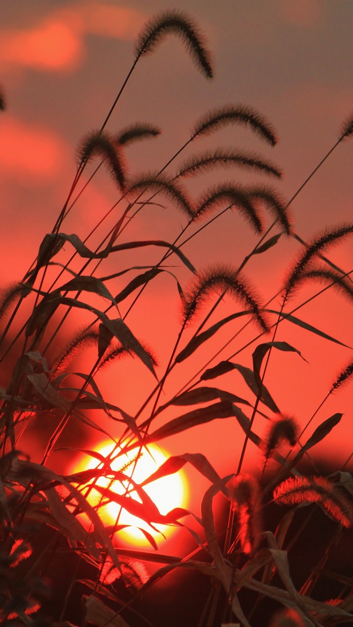 Обои закат, красный цвет, растение, лист, завод в разрешении 720x1280