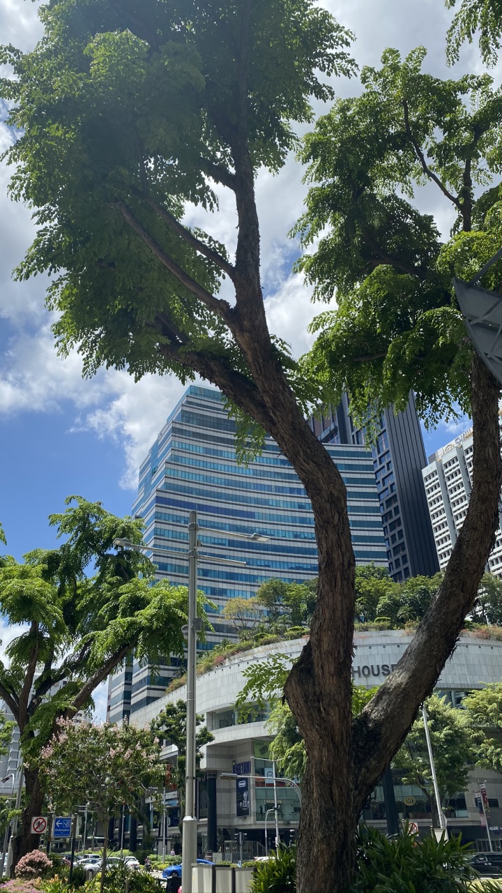 Обои пальмовые рощи, дерево, древесные растения, башня, тень в разрешении 720x1280