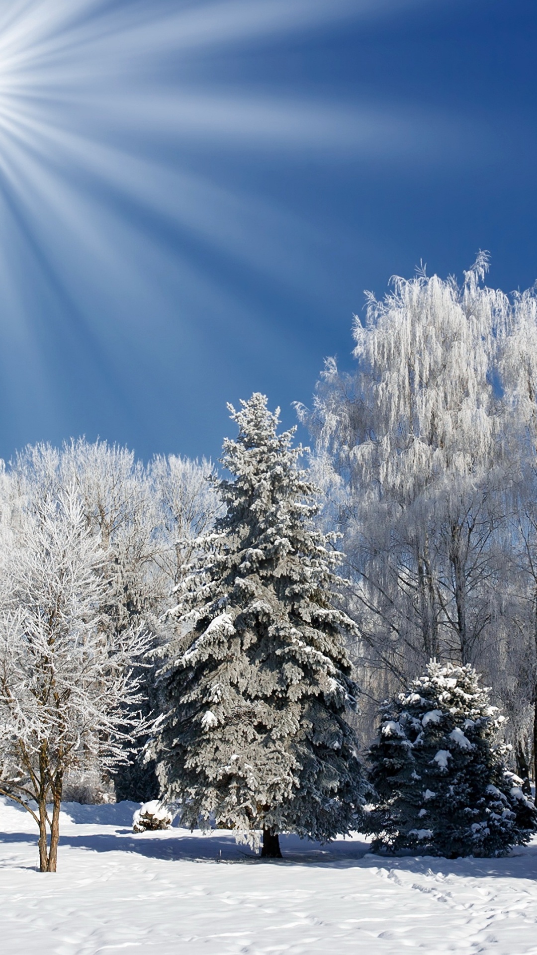 Обои зима, снег, дерево, мороз, природа в разрешении 1080x1920