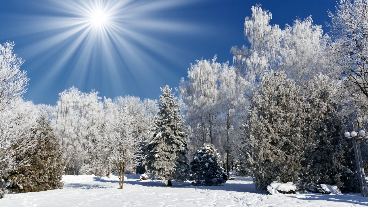Обои зима, снег, дерево, мороз, природа в разрешении 1280x720