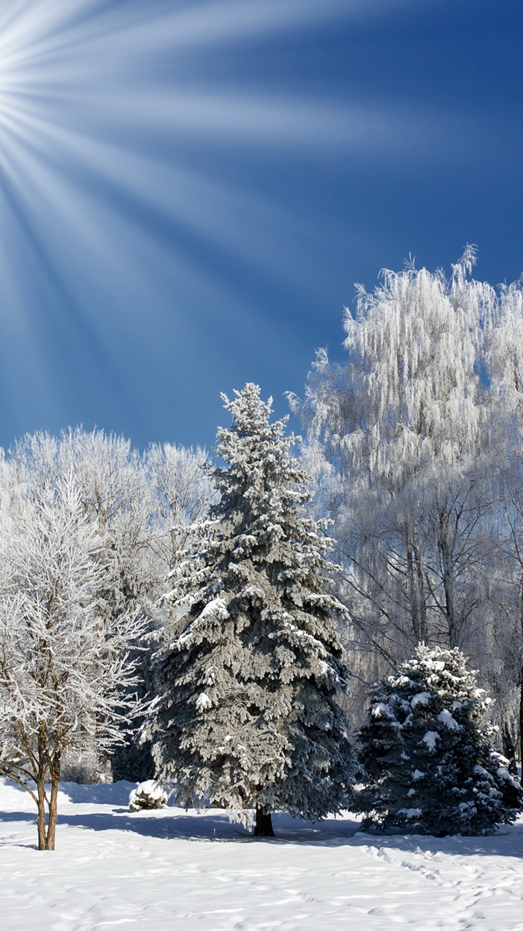 Обои зима, снег, дерево, мороз, природа в разрешении 750x1334