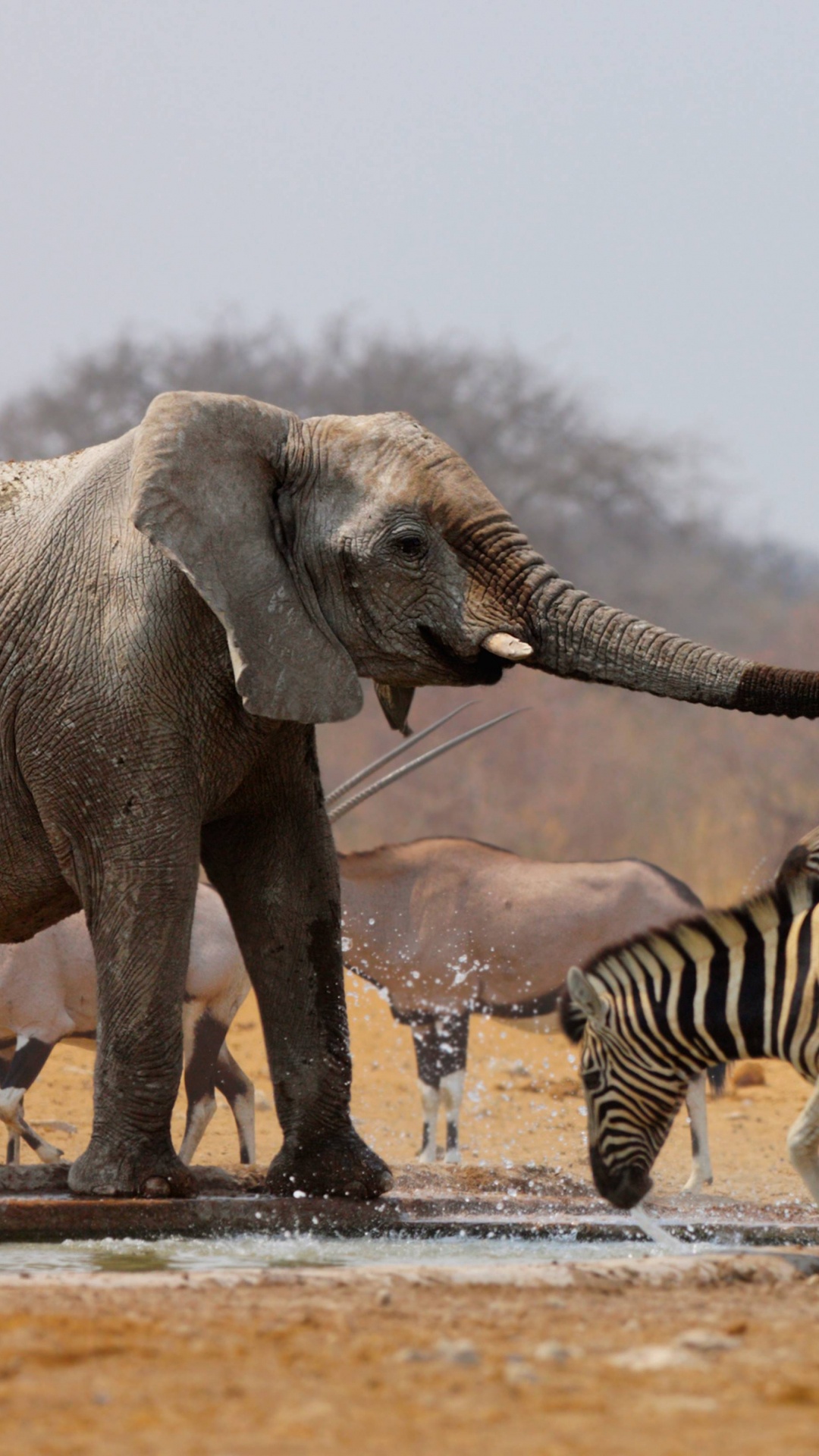 Обои природный заповедник, сафари-парк, стадо, бивень, жилье в разрешении 1080x1920