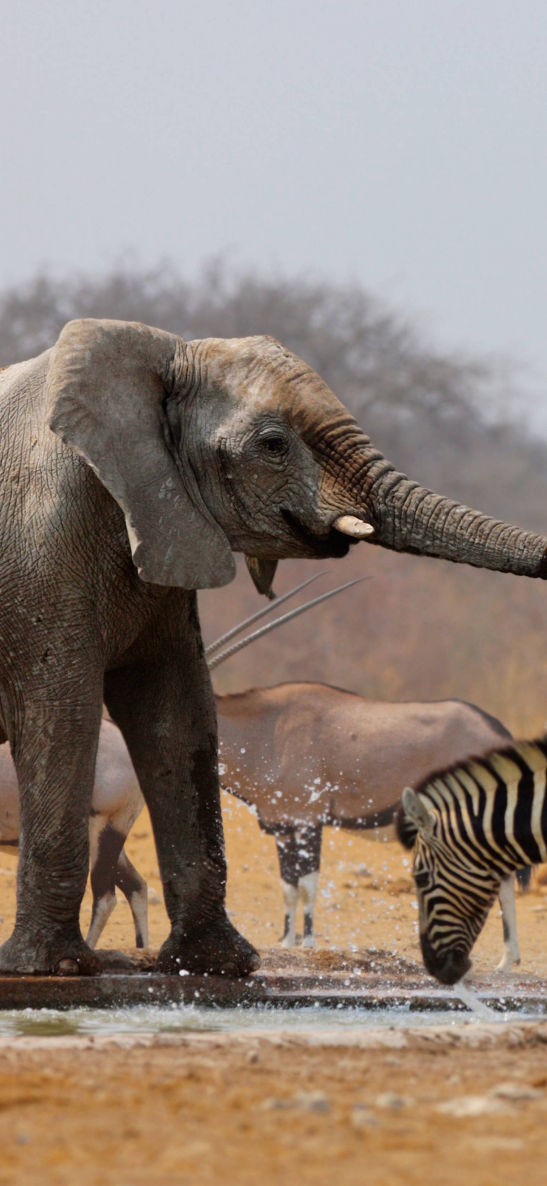 Обои природный заповедник, сафари-парк, стадо, бивень, жилье в разрешении 1125x2436