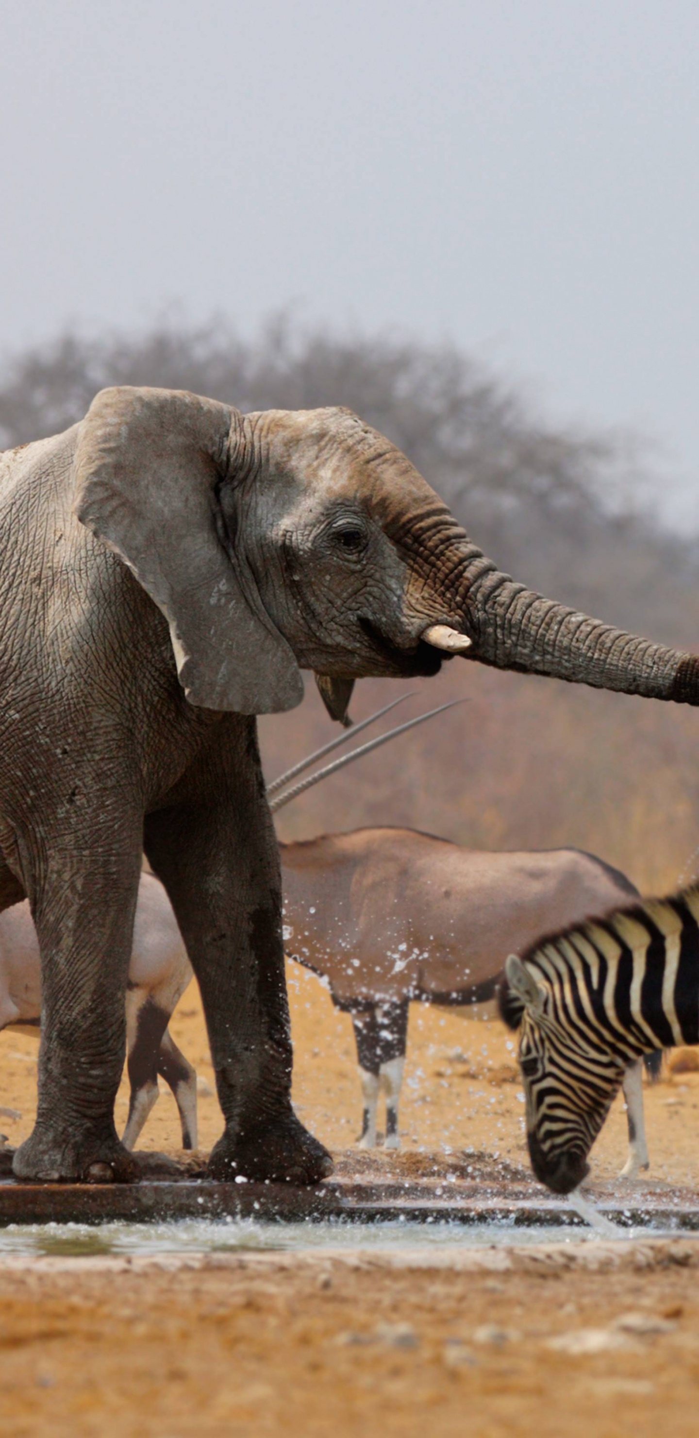 Обои природный заповедник, сафари-парк, стадо, бивень, жилье в разрешении 1440x2960
