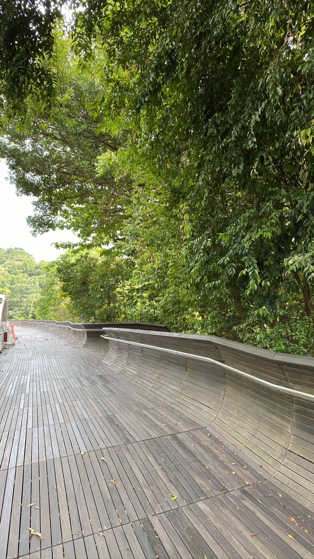 Обои путь, дорожное покрытие, лист, древесина, твердая древесина в разрешении 1080x1920