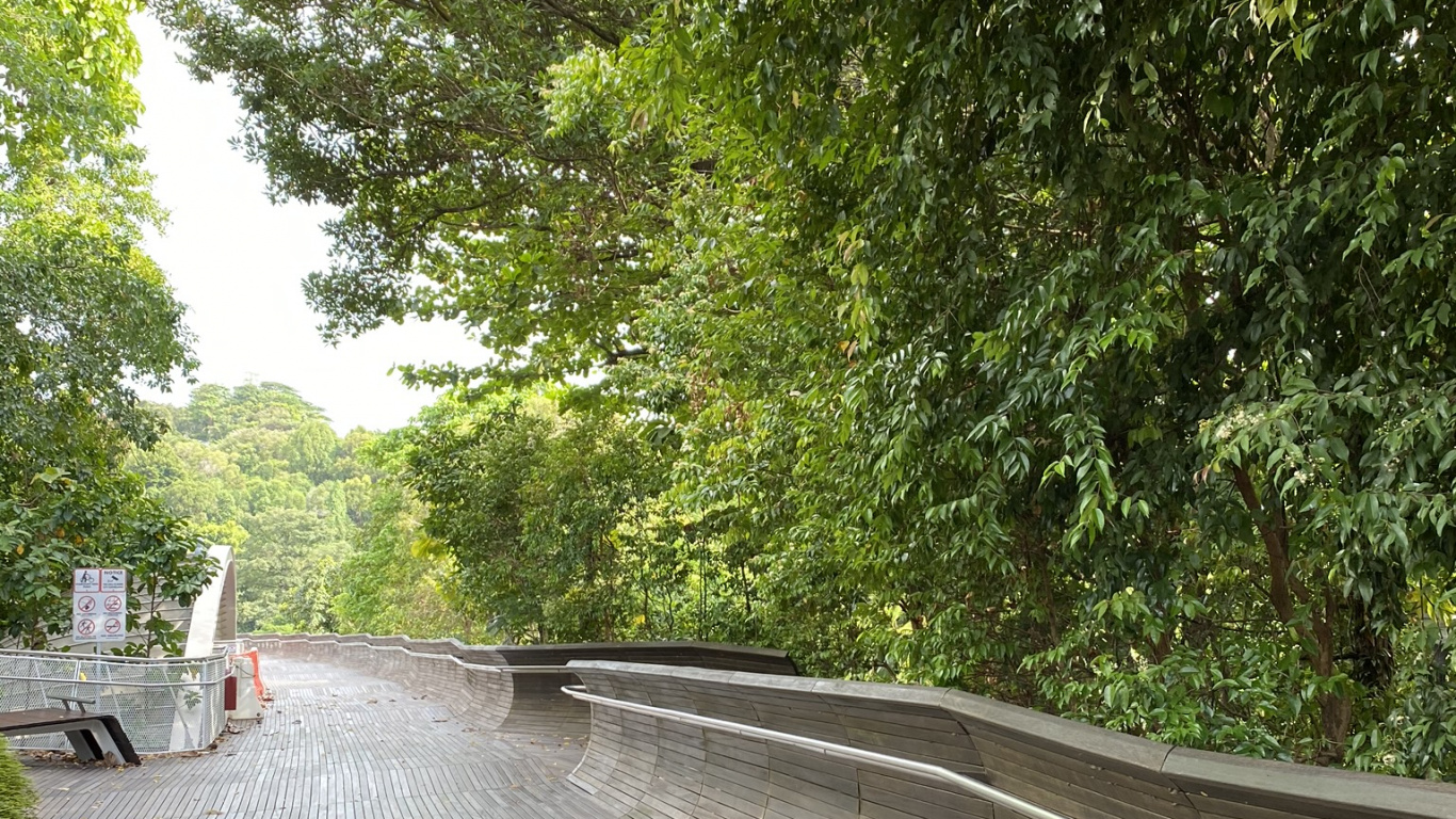 Обои путь, дорожное покрытие, лист, древесина, твердая древесина в разрешении 1366x768